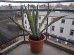 Grote agave cactussen met pot, Jardin & Terrasse, Plantes | Jardin, Enlèvement