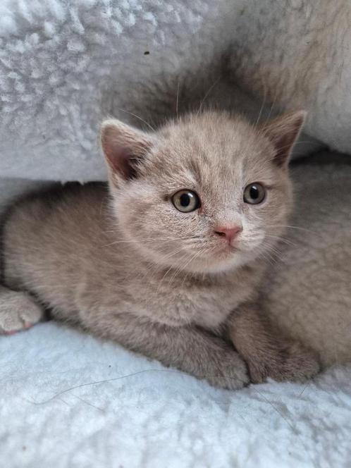 Prachtig fawn Brits korthaar katertje – HK20215048, Dieren en Toebehoren, Katten en Kittens | Raskatten | Korthaar, Meerdere dieren
