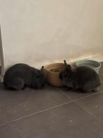 2konijnen Gent, Dieren en Toebehoren, Knaagdieren en Konijnen | Hokken en Kooien, Ophalen of Verzenden