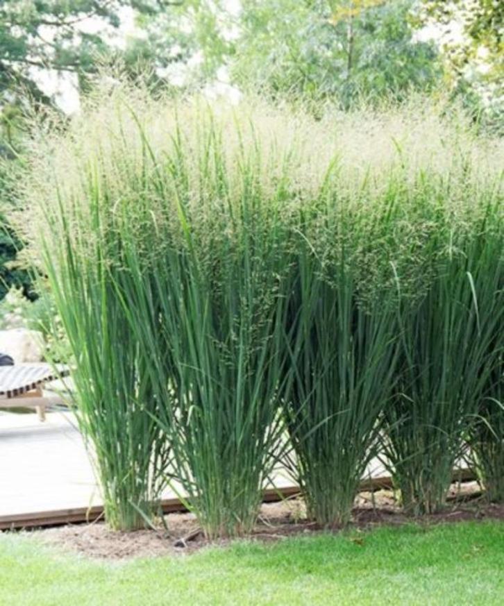HOOG VINGERGRAS - Uitmuntend hoog siergras, Tuin en Terras, Planten | Tuinplanten, Ophalen