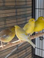 kanarie, Dieren en Toebehoren, Vogels | Kanaries, Mannelijk, Kleurkanarie