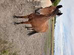Belgische rijpony, Gechipt, Ruin, Springpony, 3 tot 6 jaar
