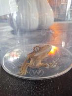 Wimpergekko jong., Dieren en Toebehoren