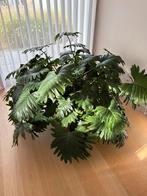 Philodendron, Huis en Inrichting, Ophalen, 100 tot 150 cm, Overige soorten, Halfschaduw
