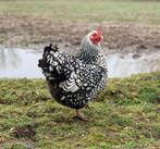 Wyandotte kriel kippen jonge hennen beschikbaar, Dieren en Toebehoren, Pluimvee, Kip, Vrouwelijk