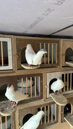Pigeon autochtones de kosovo, Collections