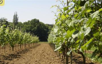 Landbouwgrond gezocht om te huren voor wijnbouw., Schelle, 1500 m² ou plus