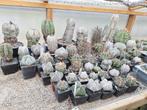cactussen te koop, Maison & Meubles, Plantes d'intérieur, Cactus, Plante à fleurs, Plein soleil, Enlèvement ou Envoi