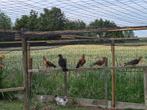 vink duiven, Dieren en Toebehoren, Vogels | Duiven, Meerdere dieren, Overige soorten