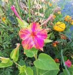 Nachtschone/Mirabilis, Tuin en Terras, Planten | Tuinplanten, Ophalen