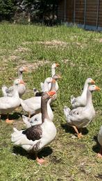 Jonge ganzen van dit jaar, Dieren en Toebehoren