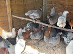Legkippen: zwart sussex blue de landes ,koekoek