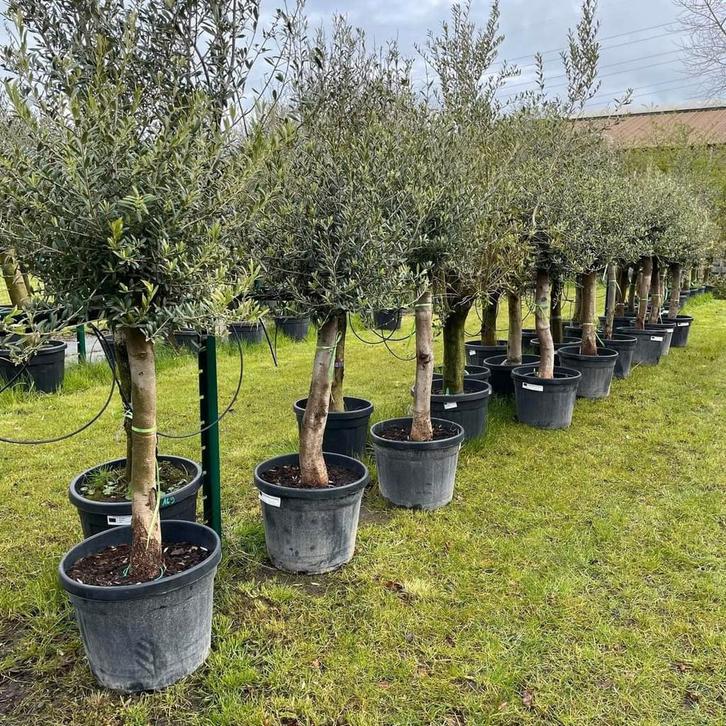 Olijfbomen olea europaea aan stuntprijzen!, Tuin en Terras, Planten | Bomen, Ophalen