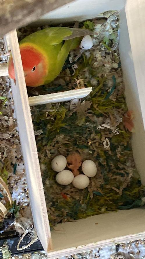 Dwergpapegaai, Dieren en Toebehoren, Vogels | Parkieten en Papegaaien, Dwergpapegaai of Agapornis, Meerdere dieren, Tam, Geringd