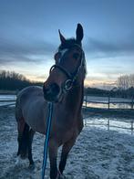 cheval a vendre, Animaux & Accessoires, Chevaux