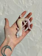 Verschillende luipaardgekko’s, Hagedis, Tam, 0 tot 2 jaar