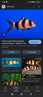 Claunbiota vissen gezocht, Dieren en Toebehoren