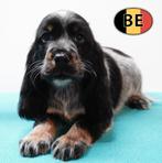 Cocker anglais — Chiots Doux et joueurs à vendre, Commerçant, Plusieurs, Hépatite contagieuse (maladie de Rubarth), Belgique