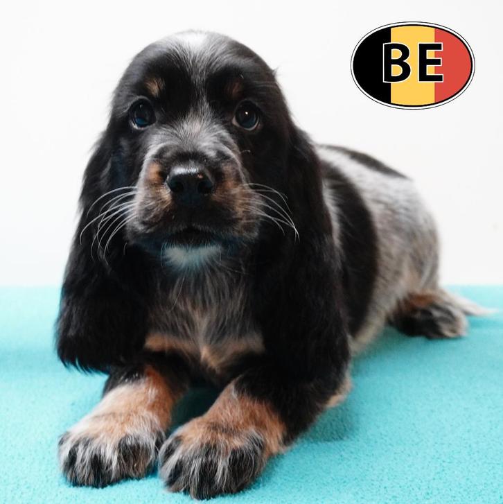 Cocker anglais — Chiots Doux et joueurs à vendre, Animaux & Accessoires, Chiens | Retrievers, Épagneuls & Chiens d'eau, Plusieurs animaux