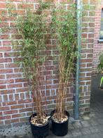 Bamboe fargesia jizhagu sp.1, Tuin en Terras, Planten | Struiken en Hagen, Ophalen, Bamboe