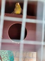 Groene vink, Dieren en Toebehoren
