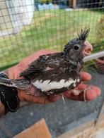 2 handtamme witmasker valkparkieten, Dieren en Toebehoren, Vogels | Parkieten en Papegaaien, Geringd
