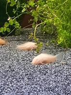 Corydoras Aeneus albino, Dieren en Toebehoren, Vissen | Aquariumvissen