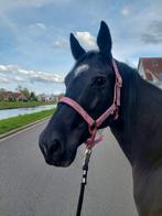 Quarter merrie, Dieren en Toebehoren, Paarden, Merrie, Zadelmak