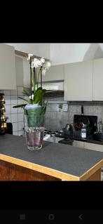 Appartement, Immo, Antwerpen (stad)