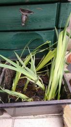 Iris des marais /plantes de bassin, Jardin & Terrasse, Enlèvement