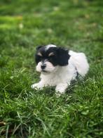 Havanezer pupjes bij ons geboren, Dieren en Toebehoren, België, Overige rassen, CDV (hondenziekte), 8 tot 15 weken