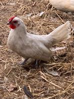 Lieve mooie haantjes zoeken nieuwe thuis, Dieren en Toebehoren, Pluimvee, Mannelijk, Kip