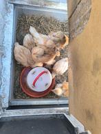 Brahma groothoenders Buff columbia kuikens, Dieren en Toebehoren, Pluimvee