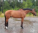 SPOED GEZOCHT springpaarden van 4 tot 13 jr, Springpaard, Ruin, L, 7 tot 10 jaar