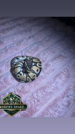 Baby Ball python, Dieren en Toebehoren, Slang, Tam, 0 tot 2 jaar