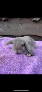 Hangoor konijntjes, Dieren en Toebehoren, Hangoor