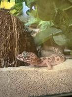 Mini luipaardgecko’s te koop