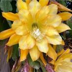 cactus - Epiphyllum GOING BANANAS, Enlèvement, Cactus, Plein soleil