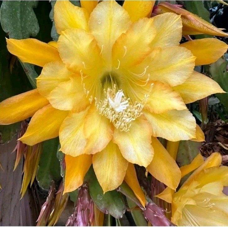 cactus - Epiphyllum GOING BANANAS, Maison & Meubles, Plantes d'intérieur, Cactus, Plein soleil, Enlèvement