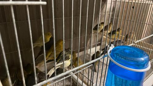 Bonte Kanaries - Mannen en vrouwen - OPEN op zondag, Dieren en Toebehoren, Vogels | Kanaries