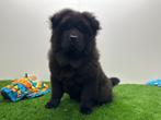Chow Chow pups, België, Overige rassen, 8 tot 15 weken, CDV (hondenziekte)