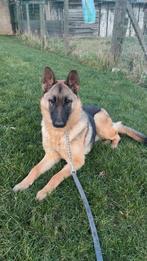 Chiot berger allemand, Animaux & Accessoires, 15 semaines à 1 an, Particulier, Chienne, Maladie de Carré (chiens)