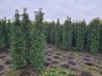 Portugese laurier haagplanten in alle hoogtes, Ophalen of Verzenden, Laurier, Haag, 100 tot 250 cm