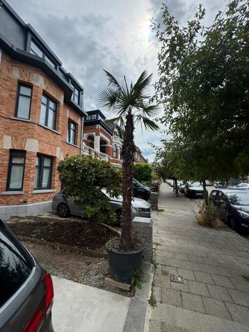 J’ai vendre deux palmiers 4.5 mètres beschikbaar voor biedingen