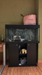 Aquarium met alles op en aan, Dieren en Toebehoren, Vissen | Aquaria en Toebehoren, Ophalen, Zo goed als nieuw