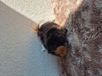 Jonge cavia beer zoekt thuis, Dieren en Toebehoren, Februari, Cavia, Tam