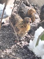 Cochin kriel hen, Dieren en Toebehoren, Pluimvee