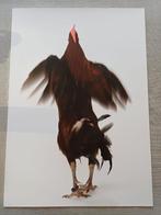 Koen Vanmechelen (Fighter), Antiek en Kunst, Kunst | Litho's en Zeefdrukken, Ophalen