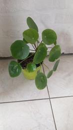 Pannenkoekplant - Pilea 'Peperomioides', Maison & Meubles, Plantes d'intérieur, Ombre partielle, En pot, Plante verte, Enlèvement