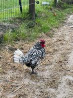 Sebright haantje, Dieren en Toebehoren, Pluimvee, Mannelijk, Kip